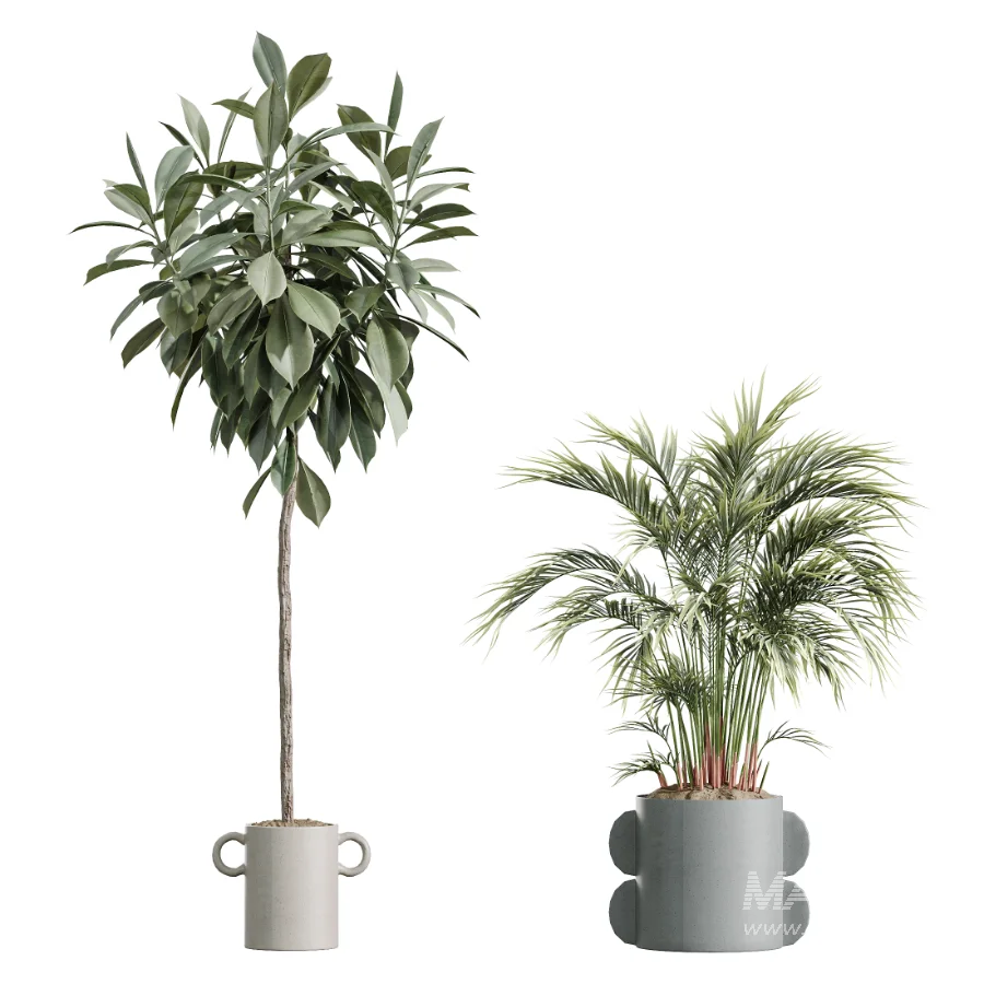 AV Indoor Plants Set 619 Elegant Monstera and Ficus Microcarpa Bonsai and Ficus Cyathistipula and Cat Reed Palm - Image 6