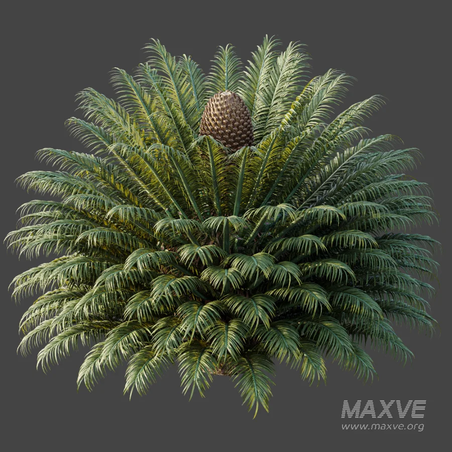 AV Plant Cycas Revoluta Palmfarn Palm Bush 02 - Image 6