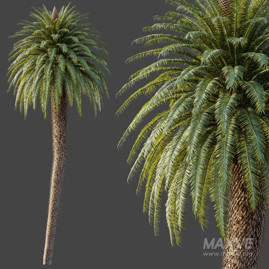 AV Plant Cycas Revoluta Palmfarn Palm Tree 01 - Image 5