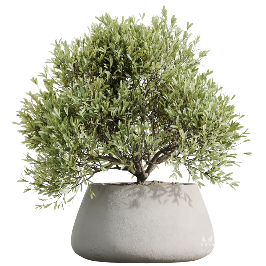 AV Indoor Plants Set 527 Olive Lemon Dragon Ficus Dracaena Marginata - Image 1