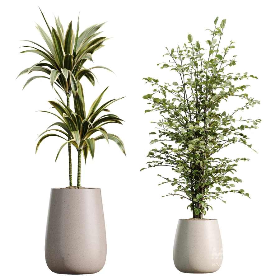 AV Indoor Plants Set 610 Orange Tree Ficus Alnus Glutinosa Lemon Lime - Image 7