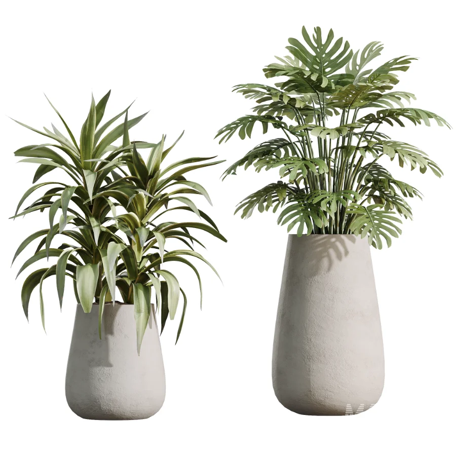 AV Indoor Plants Set 527 Olive Lemon Dragon Ficus Dracaena Marginata - Image 6