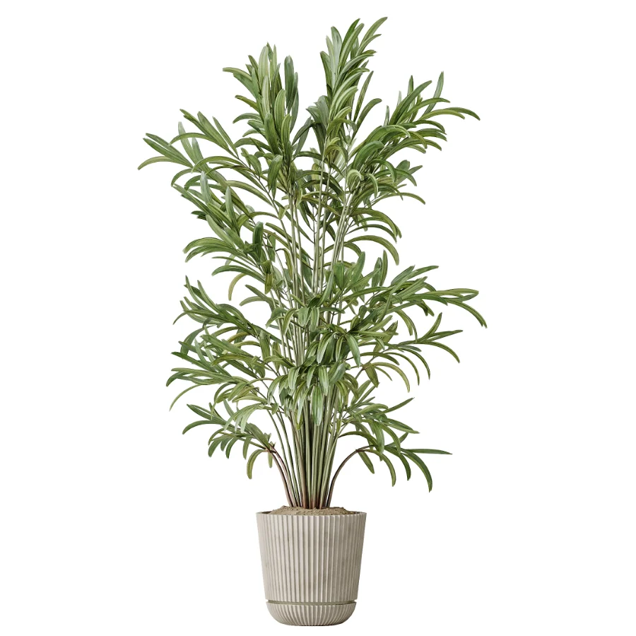 AV Indoor Plants Set 614 Olive Areca Palm Ficus microcarpa Cunjevoi Alocasia - Image 4