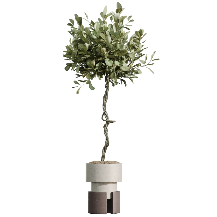 AV Indoor Plants Set 526 Aspidistra Elatior Olive Ficus Palm - Image 2