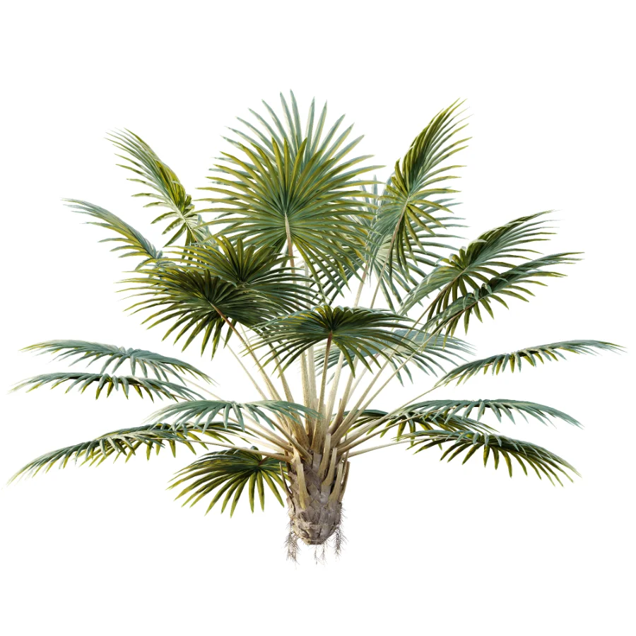 AV Plant Bismarckia Nobilisi Palm Tree 01 - Image 1