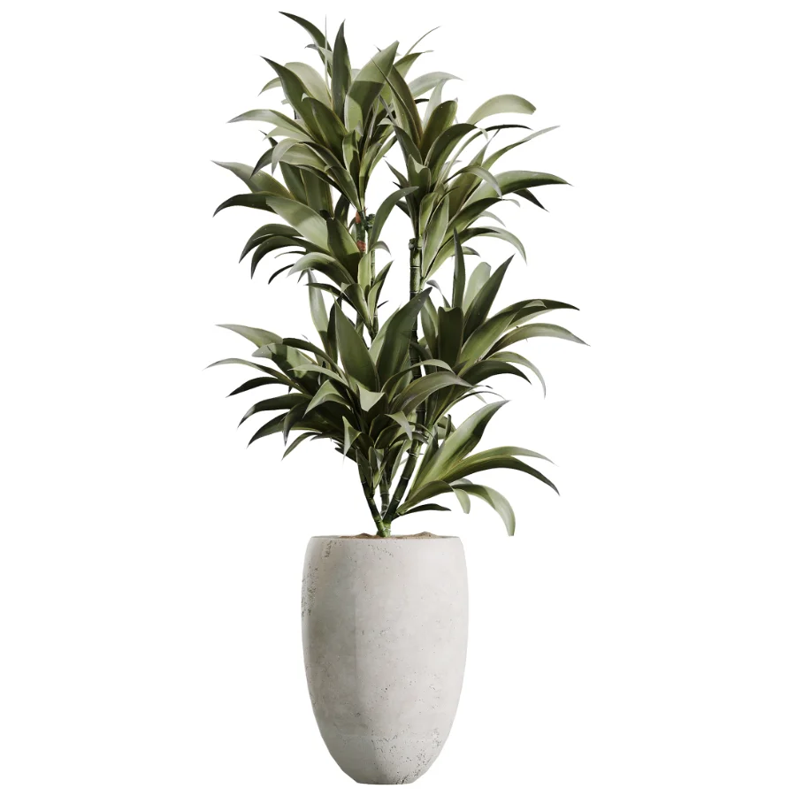 AV Indoor Plants Set 613 Olive Eucalyptus and Chemlali Olive and Ravenala Banana and Lemon Lime Cane - Image 3