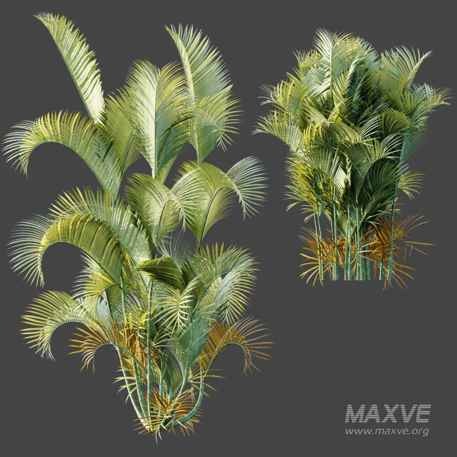 AV Plant Chrysalidocarpus Lutescens Palm Bush 01 - Image 7