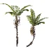 AV Plant Alsophila Spinulosa Fern Tree 01 - Thumbnail 3