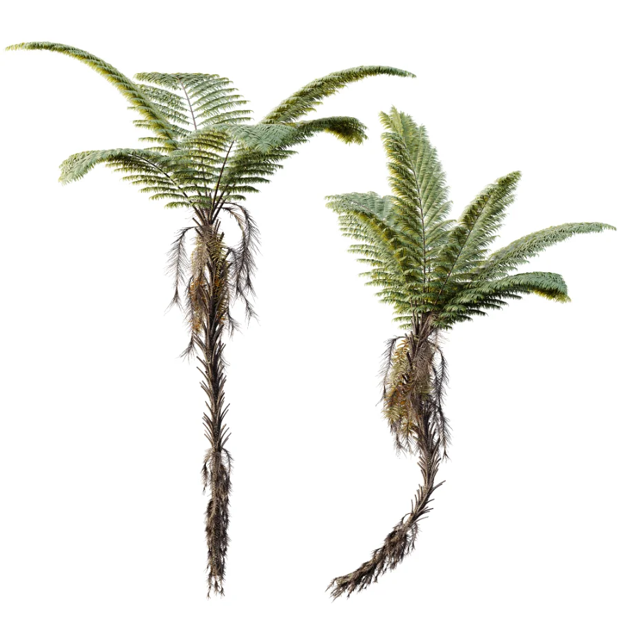 AV Plant Alsophila Spinulosa Fern Tree 01 - Image 3