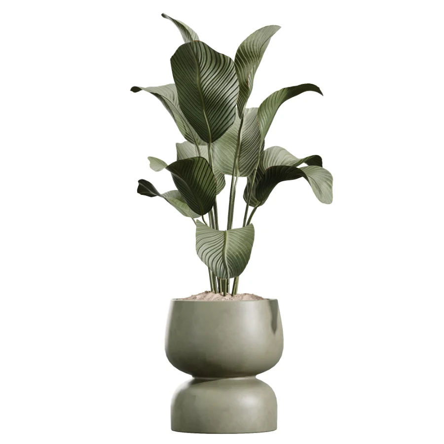AV Indoor Plants Set 621 Olive Calathea Lutea Lemon Lime Cane African Fig - Image 3