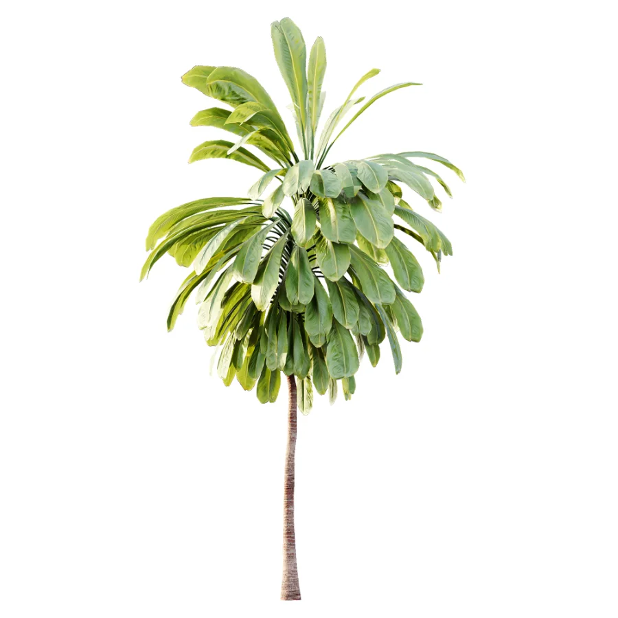 AV Plant Cordyline Petiolaris 6 Palm Tree 01 - Image 4