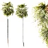AV Plant Saribus Rotundifolius Palm Tree 01 - Thumbnail 3