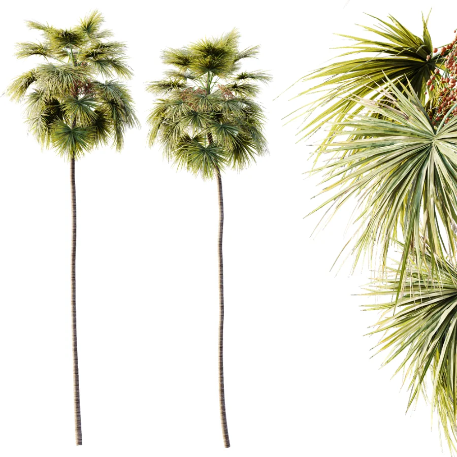 AV Plant Saribus Rotundifolius Palm Tree 01 - Image 3