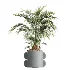AV Indoor Plants Set 619 Elegant Monstera and Ficus Microcarpa Bonsai and Ficus Cyathistipula and Cat Reed Palm - Thumbnail 4