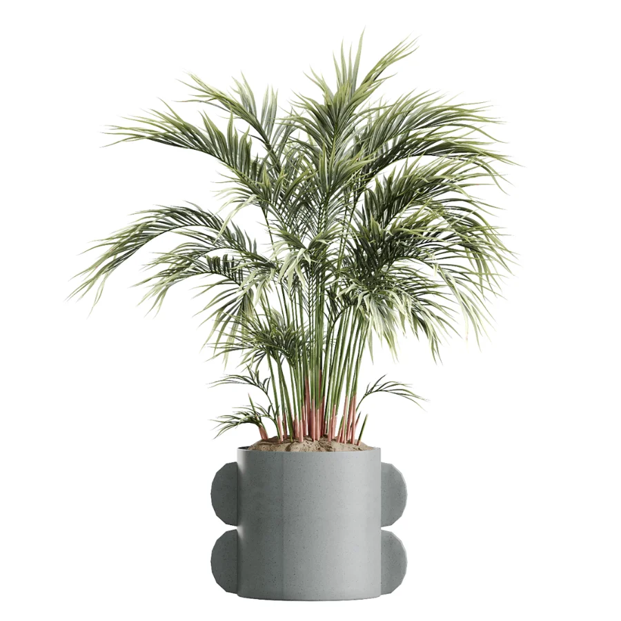 AV Indoor Plants Set 619 Elegant Monstera and Ficus Microcarpa Bonsai and Ficus Cyathistipula and Cat Reed Palm - Image 4