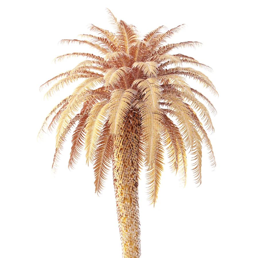 AV Plant Cycas Revoluta Palmfarn Palm Tree 01 - Image 8