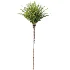 AV Plant Phoenix Canariensis Palm Tree 01 - Thumbnail 2