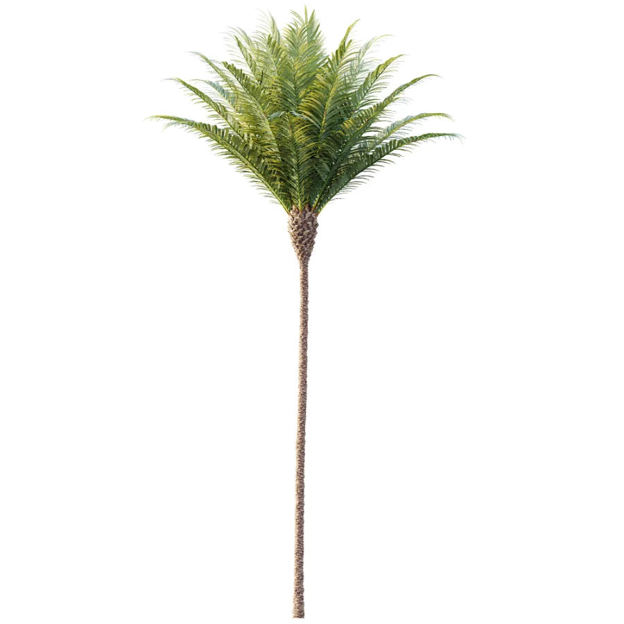 AV Plant Phoenix Canariensis Palm Tree 01 - Image 2