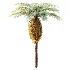 AV Plant Brainea Insignis Fern 6 Palm Tree 01 - Thumbnail 1