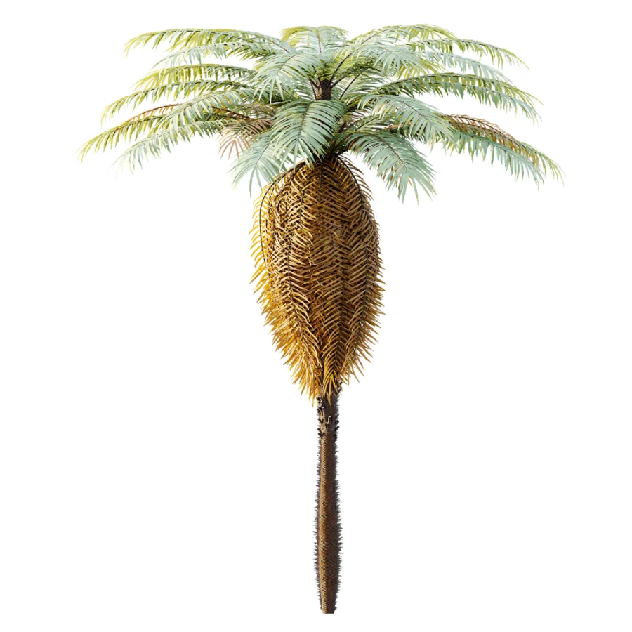 AV Plant Brainea Insignis Fern 6 Palm Tree 01 - Image 1