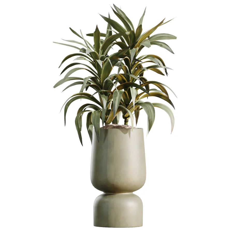 AV Indoor Plants Set 621 Olive Calathea Lutea Lemon Lime Cane African Fig - Image 4