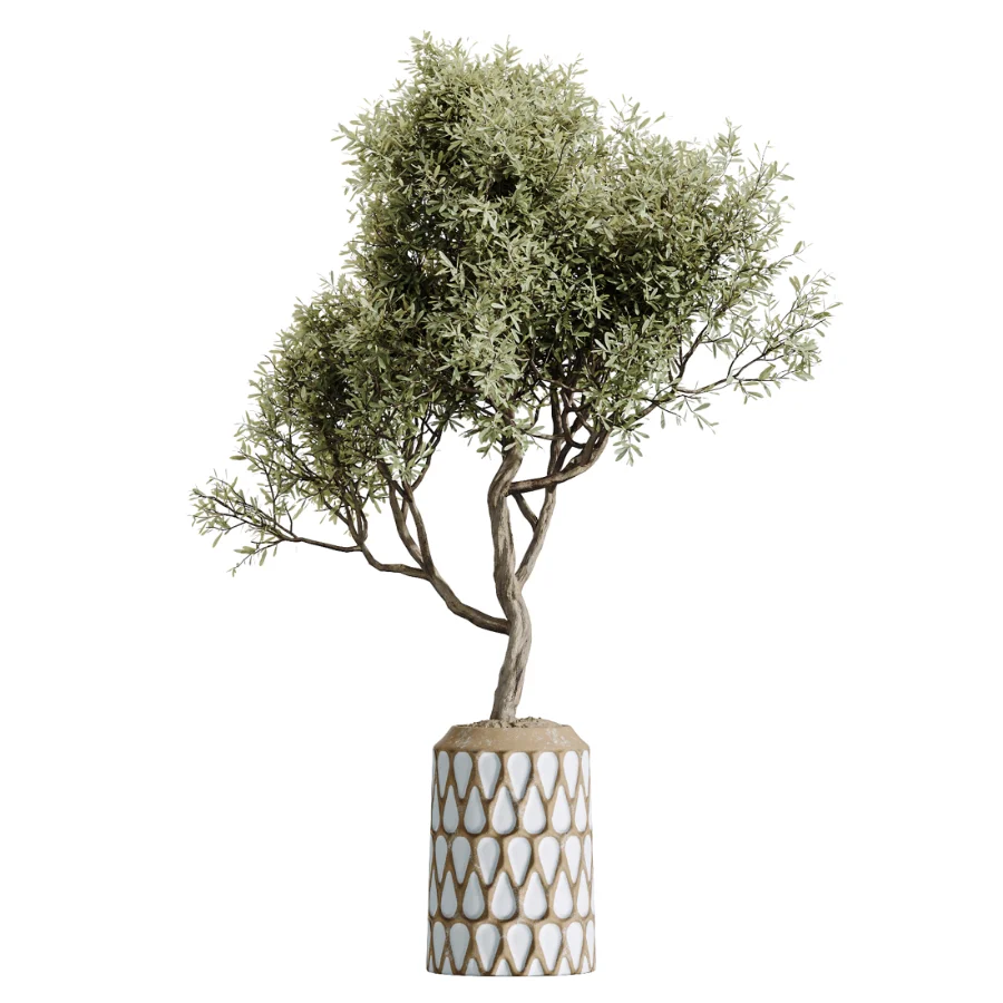 AV Indoor Plants Set 611 Banana Olive Briful Pachira Ficus Binnendijkii - Image 1