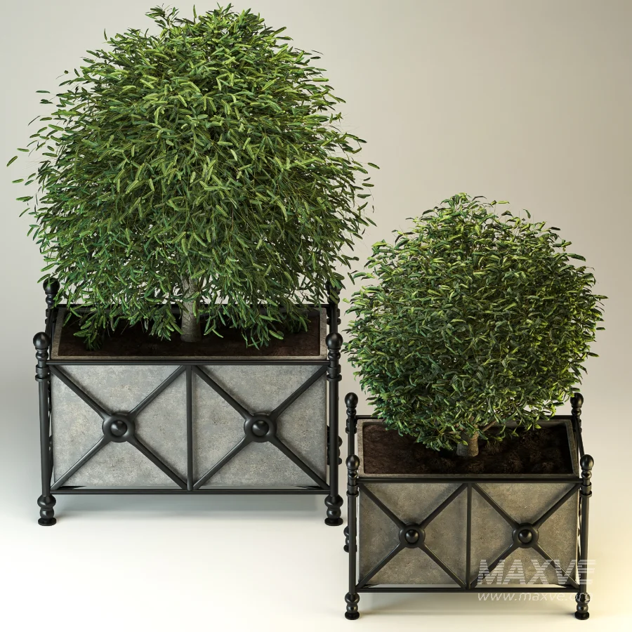 Outdoor Plant 03 – Decorative Planter Trees - Image 7