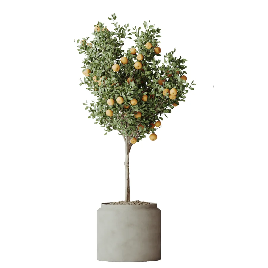 AV Indoor Plants Set 608 Orange Bird Of Paradise Palm Olive - Image 6