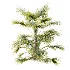 AV Plant Saribus Rotundifolius Palm Tree 01 - Thumbnail 2
