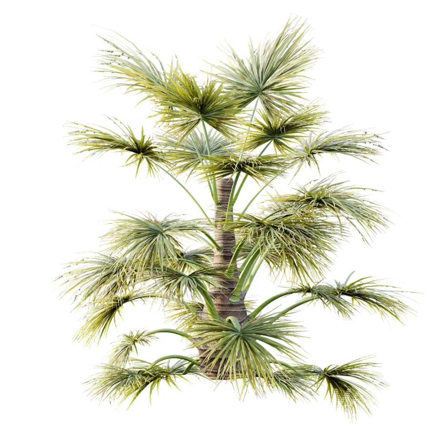 AV Plant Saribus Rotundifolius Palm Tree 01 - Image 2