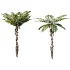 AV Plant Alsophila Spinulosa Fern Tree 01 - Thumbnail 2