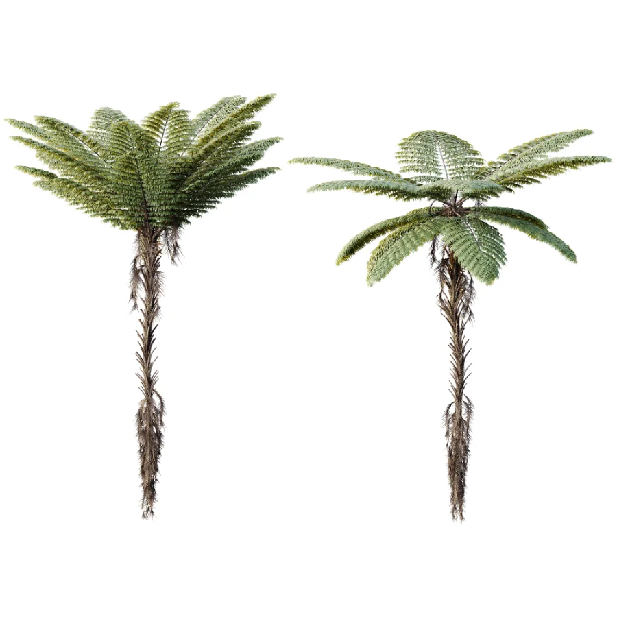 AV Plant Alsophila Spinulosa Fern Tree 01 - Image 2
