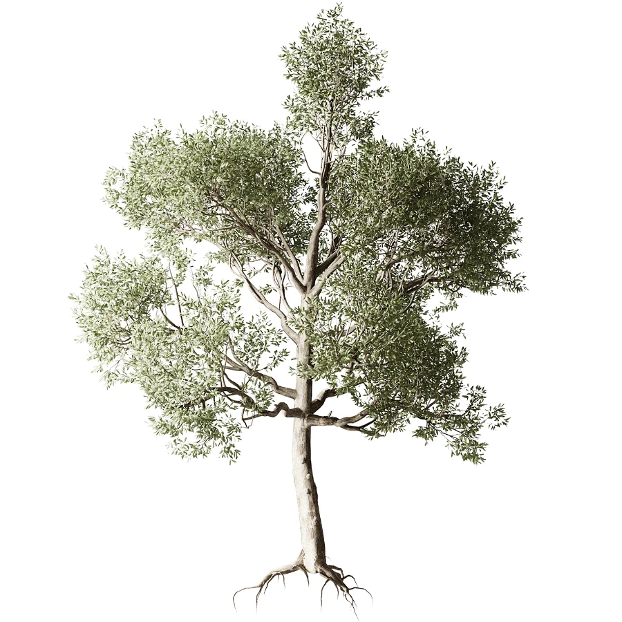 Tree 01 - Image 2