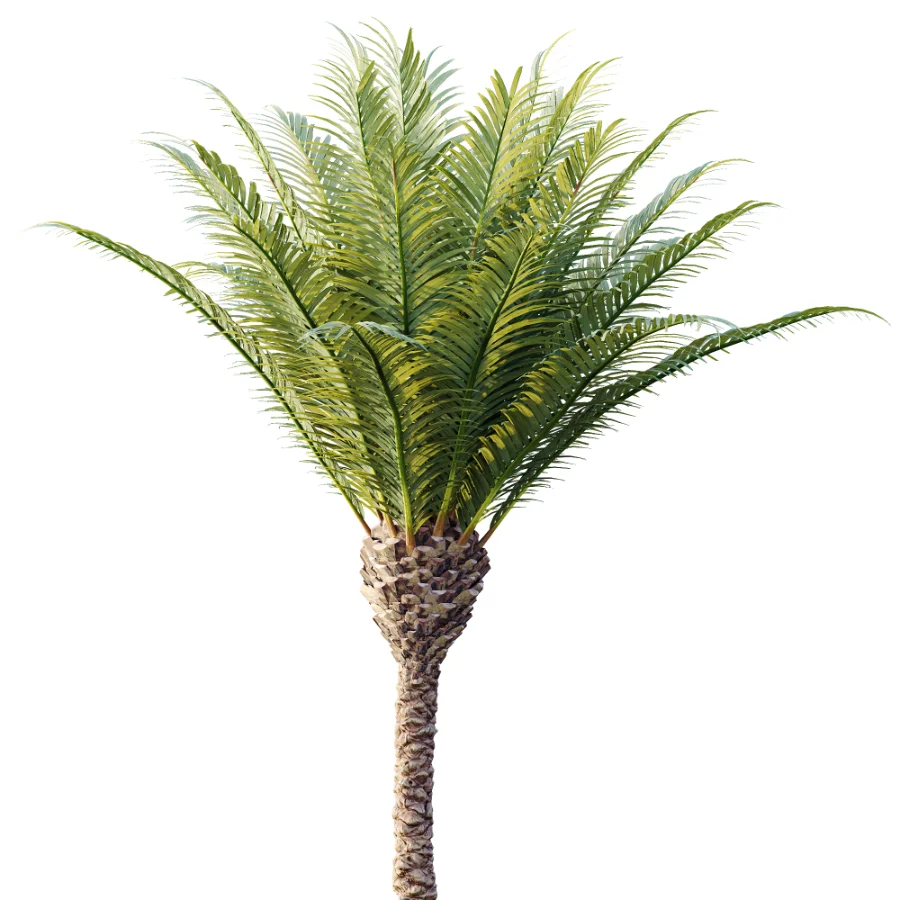 AV Plant Phoenix Canariensis Palm Tree 01 - Image 1