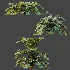 AV Plant Angiopteris Fokiensis Fern 6 Palm Bush 01 - Thumbnail 9