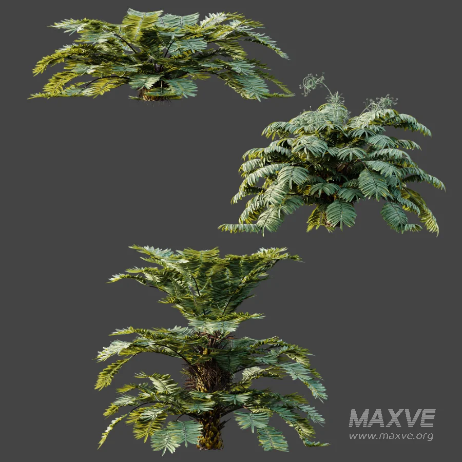 AV Plant Angiopteris Fokiensis Fern 6 Palm Bush 01 - Image 9