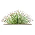 AV Plant Trichophorum Cespitosum Tufted Bulrush Rasenbinse Deer Grass - Thumbnail 1
