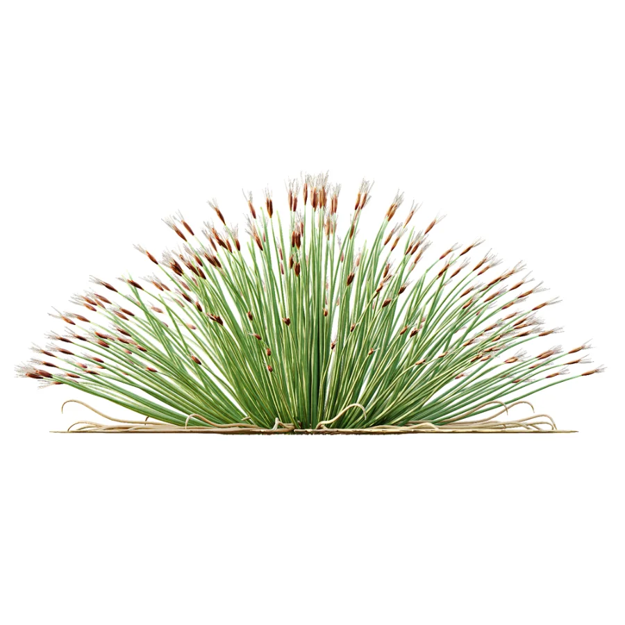 AV Plant Trichophorum Cespitosum Tufted Bulrush Rasenbinse Deer Grass - Image 1