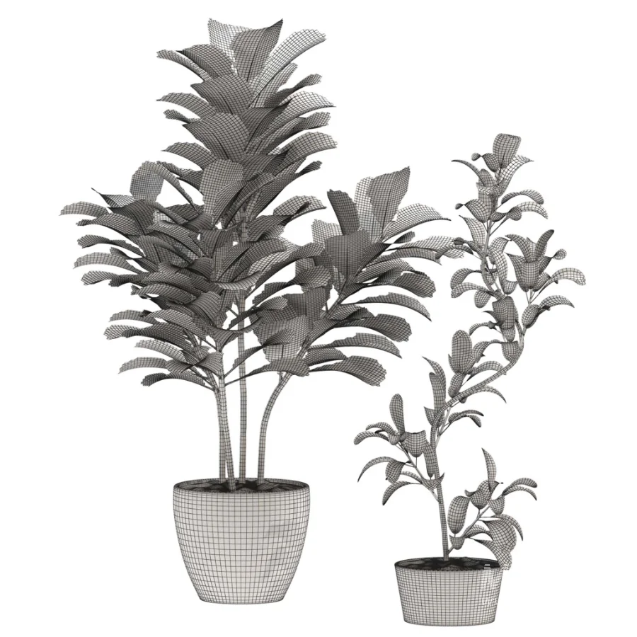 Fiddle Leaf Fig- Ficus Lyrata-set-022 - Image 4
