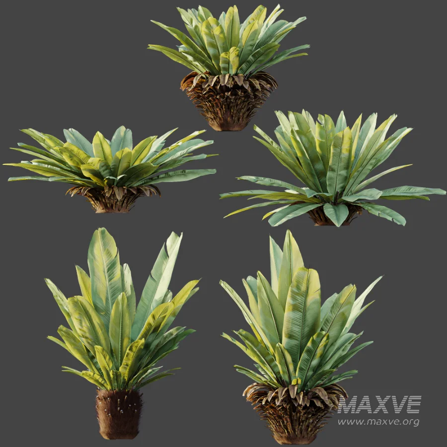 AV Plant Neottopteris Nidus 6 Palm Bush 01 - Image 9