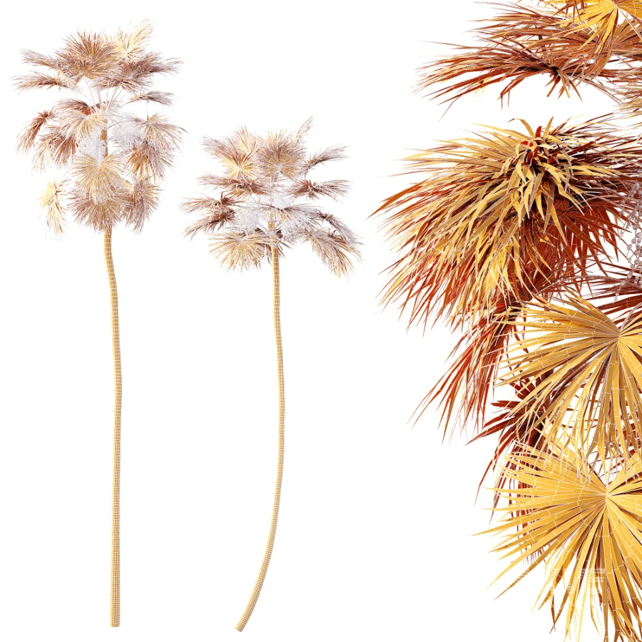 AV Plant Saribus Rotundifolius Palm Tree 01 - Image 7