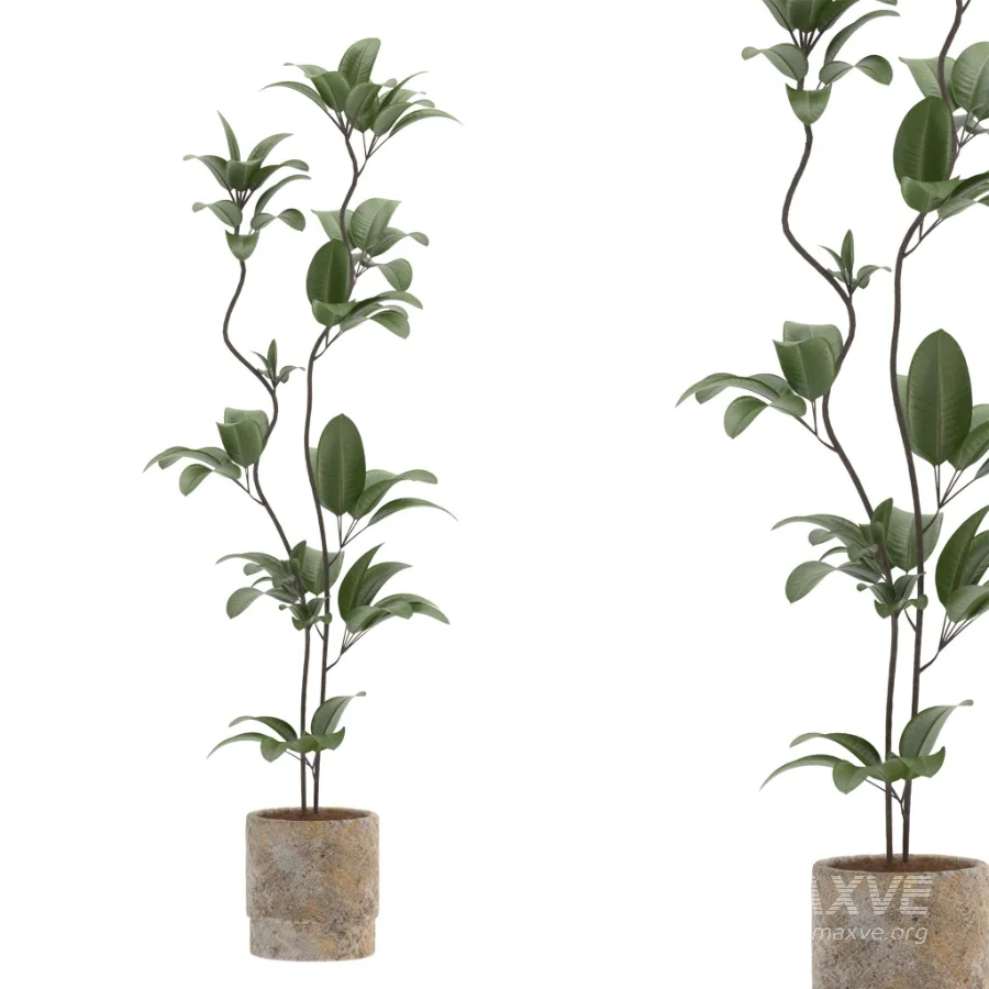 Ficus Benjamina Indoor Plant-set-031 - Image 1