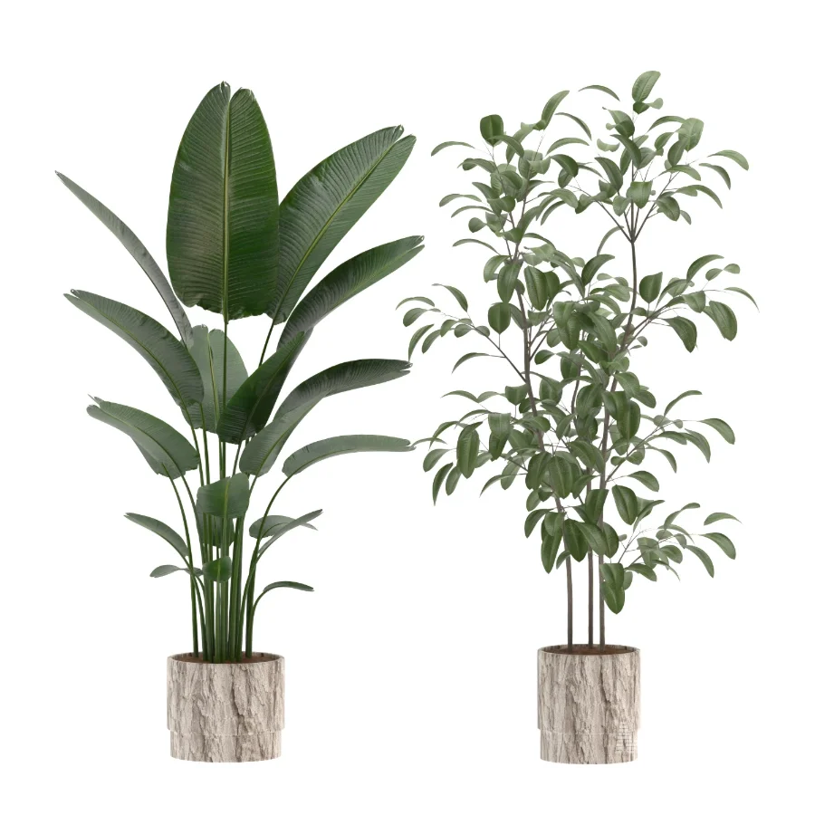 strelitzia-Nicolai-Ficus-Benjamina-Plant-set-028 - Image 1