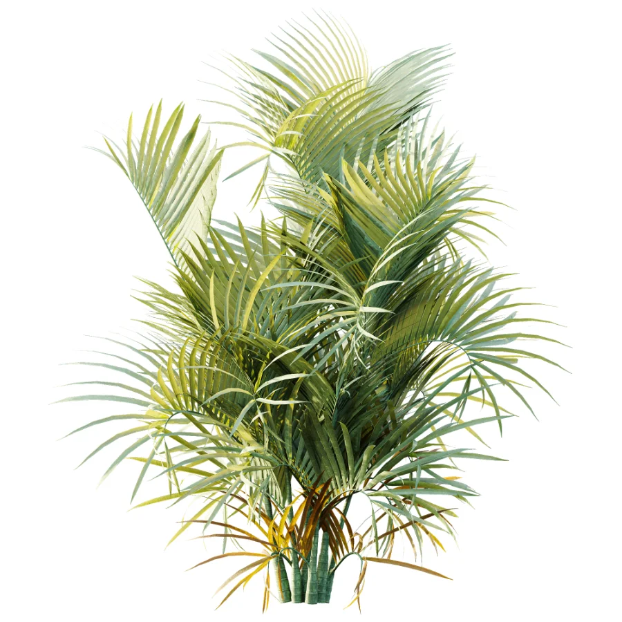 AV Plant Chrysalidocarpus Lutescens Palm Bush 02 - Image 2