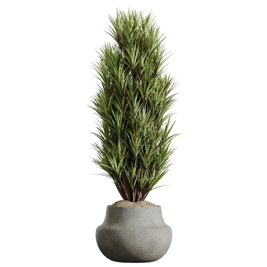 AV Indoor Plants Set 606 Bird Of Paradise Yucca Olive Schefflera Arboricola - Image 3
