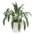 Aspidistra Elatior Potted Plant - Thumbnail 1