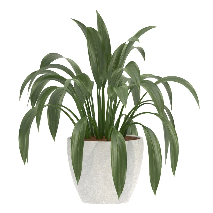 Aspidistra Elatior Potted Plant - Image 1