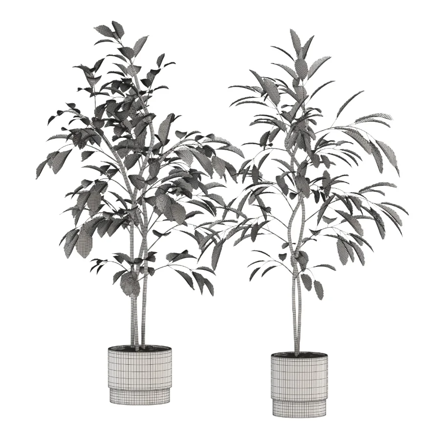Ficus Benjamina Indoor Plant-set-029 - Image 2