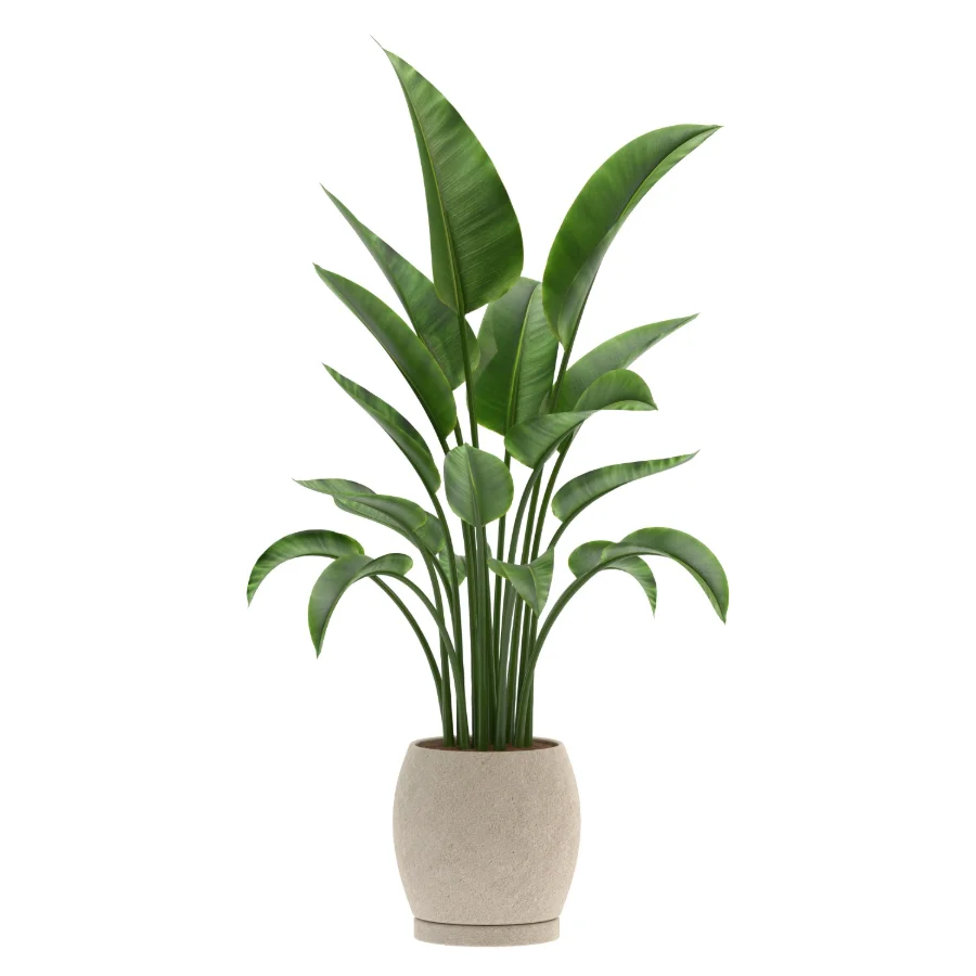 Strelitzia Nicolai Bird of Paradise-set-025 - Image 2