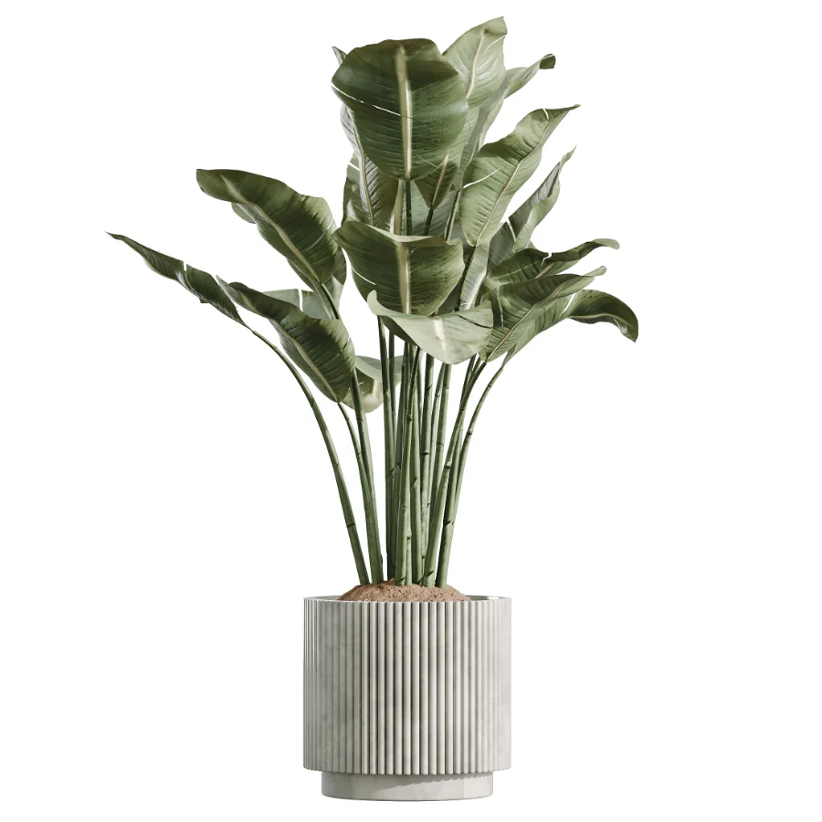 AV Indoor Plants Set 608 Orange Bird Of Paradise Palm Olive - Image 2